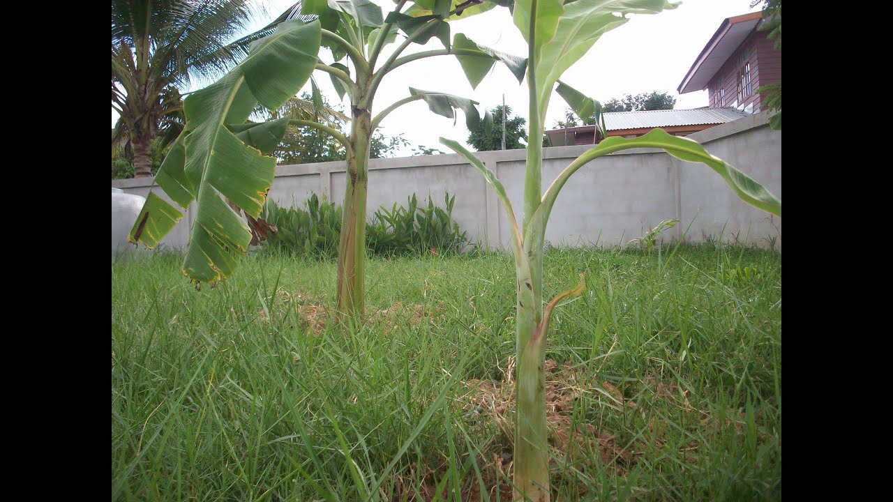 Transplanting Banana Trees in Rural Thailand YouTube