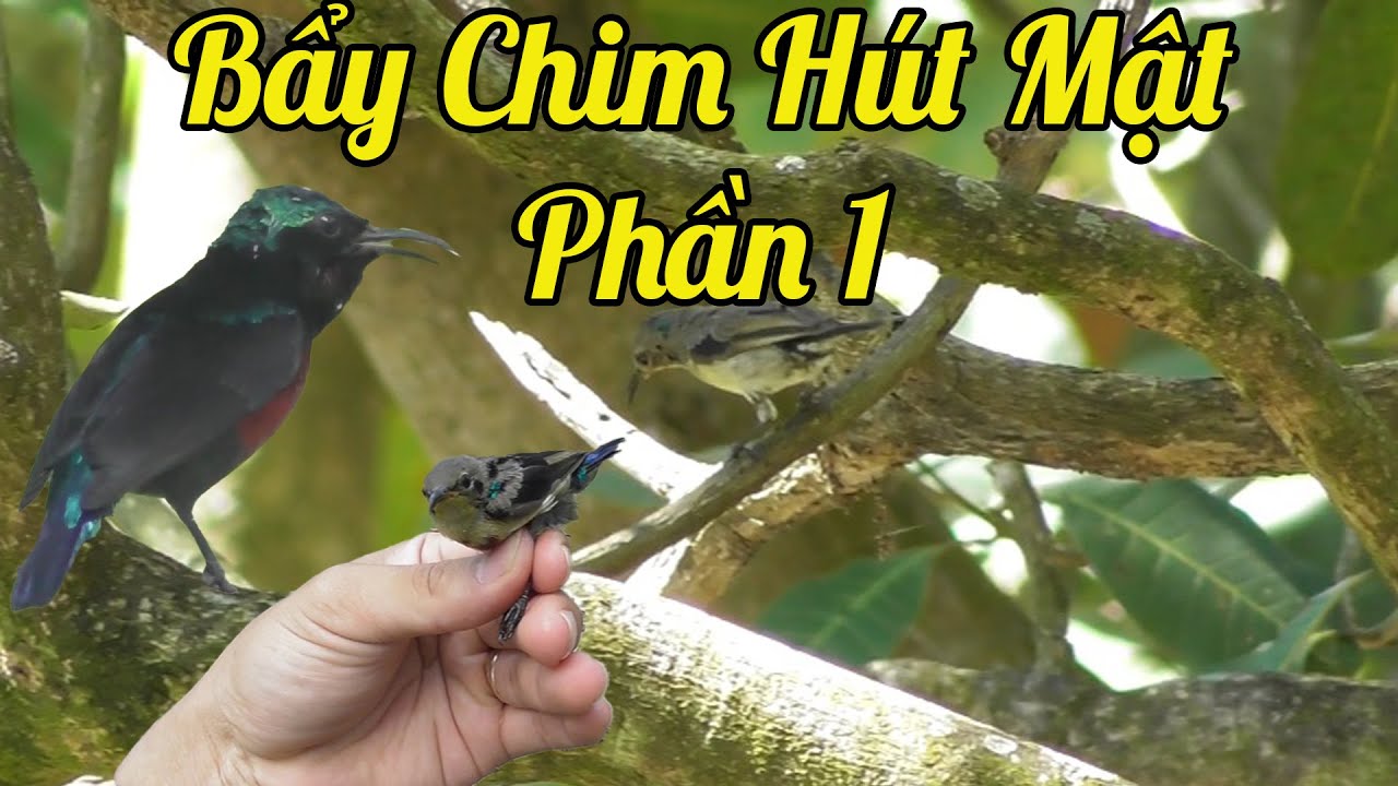 Bẩy Chim Hút Mật Khu Vực Định Quán Đồng Nai Phần 1 | TriếtBlue