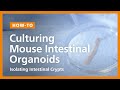 Mouse Intestinal Organoid Culture with IntestiCult™ Organoid Growth Medium