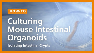 How to Culture Mouse Intestinal Organoids: Isolating Intestinal Crypts and Establishing Organoids