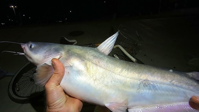 Running Limb Lines for Huge Catfish - Ice Chest Full from Limb