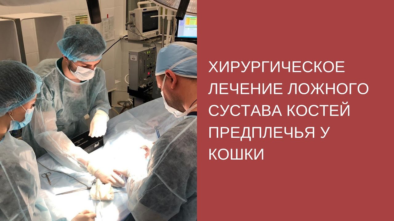 Хирургическое лечение ложного сустава костей предплечья у кошки - YouTube