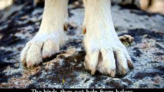 Dirty Paws (with lyrics) - Of Monsters And Men