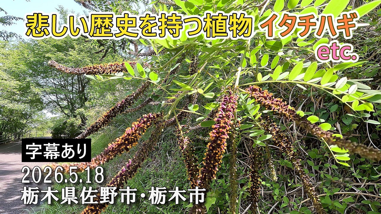 あんころ餅、タイリンカンアオイなど6点.山野草 Japan] A plant with a sad history: Lespedeza bicolor - YouTube