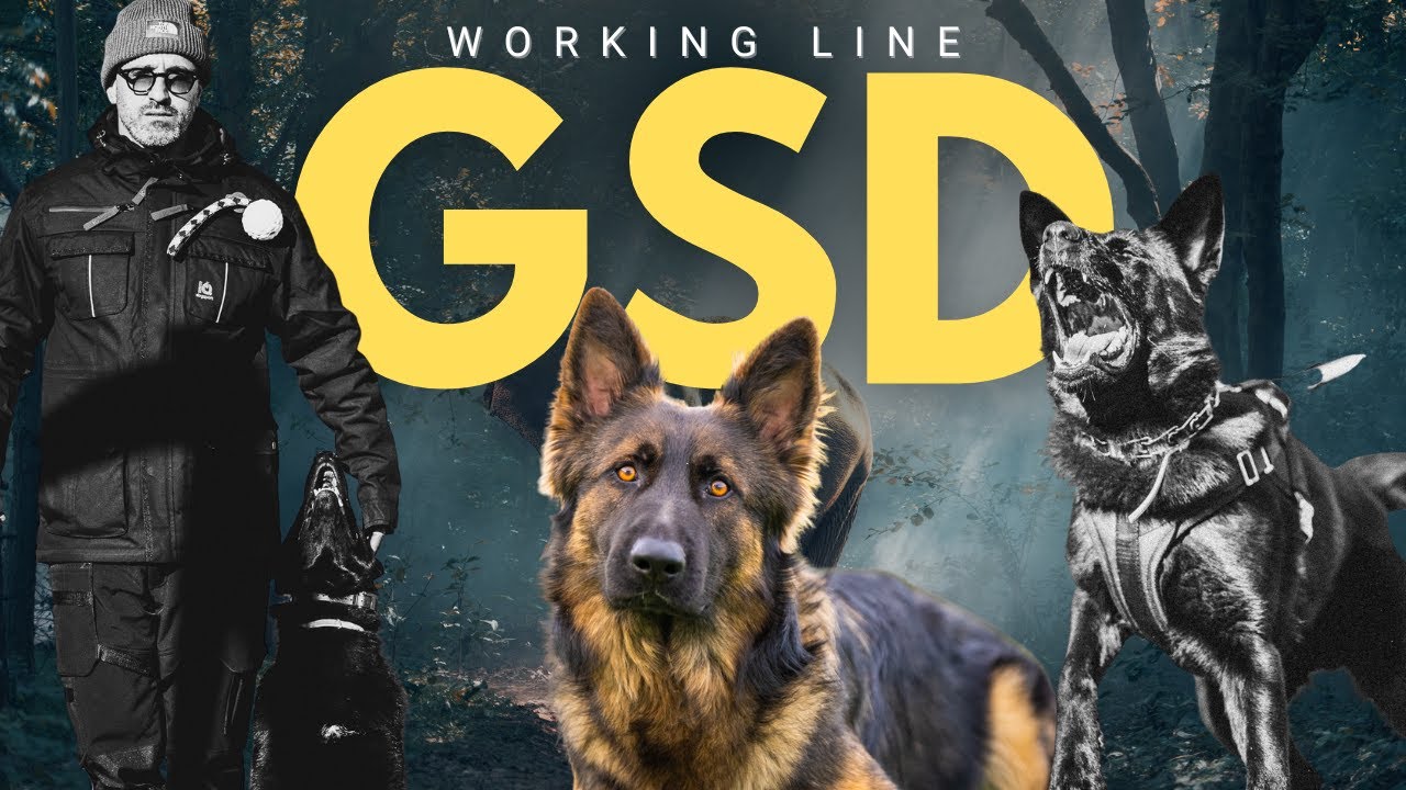 Why I Choose Working-Line German Shepherds for Real Protection Dogs