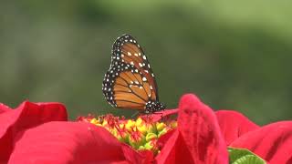 Watch Don Peris Butterfly video