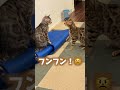 年越し直後からにゃんプロしている2匹 #ルトロゼ #ベンガル #cat