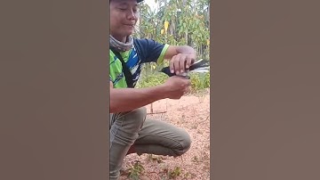mikat kacer dapat yang prospek,body besar #shorts
