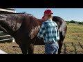 Equine Sports Massage Part 3