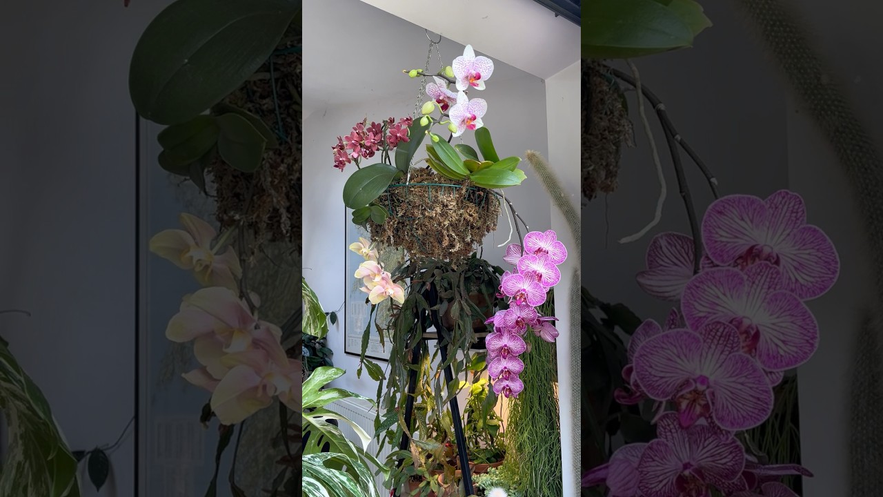 You have to try this with your Orchids! 