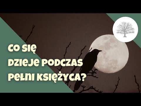 Wideo: Co się dzieje podczas wilczego księżyca?