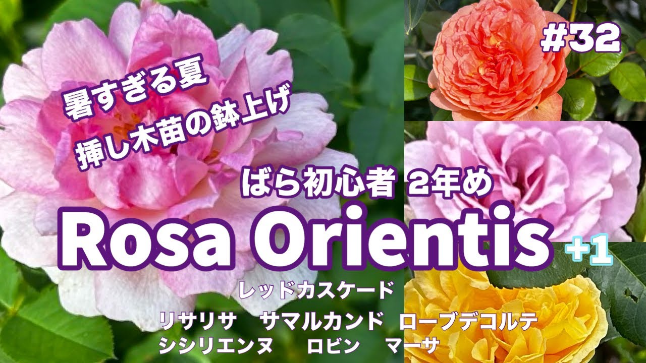 バラ初心者】#32 サマルカンド、リサリサの挿し木🌱台風対策🌱消毒