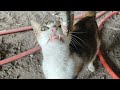 cat videos | A cat feeding her kittens | cat food 4K