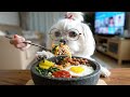 life with good food dog puppy enjoys lifes