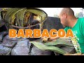 APRENDIENDO A PREPARAR BARBACOA DE BORREGO