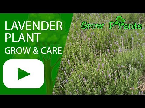 Lavender plant - growing and care