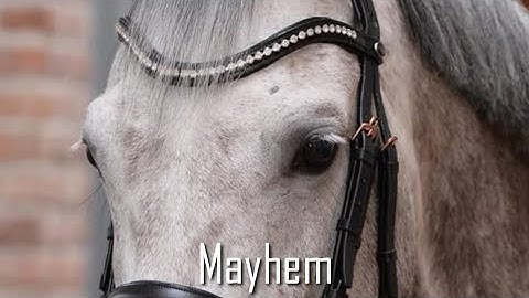 Mayhem // Oryginal Equestrian music video 