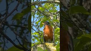 American Robin #robinbird #birding #robin #birdspotting #birdshorts