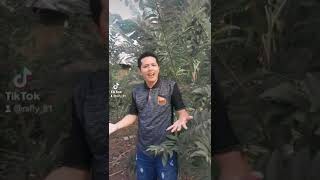 Download Lagu Benalu Cinta versi tiktok ( Probolinggo) MP3