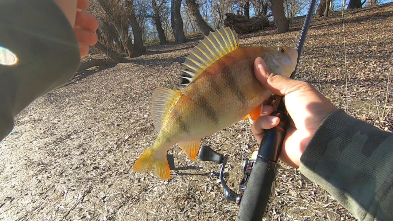 Pescuit la Dunare, super partida la Biban in prag de Craciun .