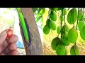 The Most Effective Natural Hormone For Mango Tree Cutting