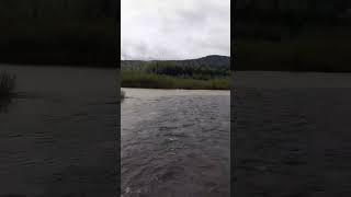 Чистая река Колос впадает в желтую от золотодобычи реку Ортон (Кузбасс) - 16 мая 2024 г.