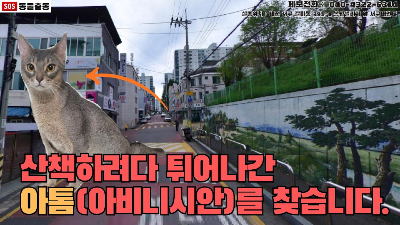 [고양이탐정] 대전에서 잃어버린 고양이 아톰을 찾습니다. (대전시 실종동물 방송)