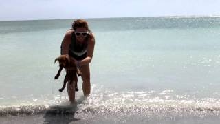 Cute Irish Terrier Puppy's First Beach Day