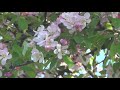 Яблоневый  сад  в  цвету  Санкт Петербург  30 05 2021г