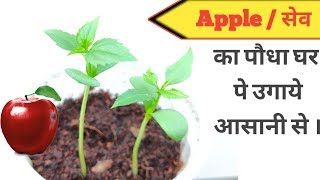 Grow Apple tree from seeds / सेव का पौधा घर पे उगाने का एक मात्र तरीका । Grow Apple tree from seeds / सेव का पौधा घर पे उगाने का एक मात्र तरीका ।