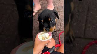 Rottweiler puppy eating time video