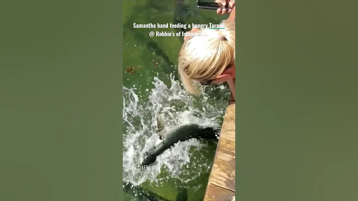 Samantha hand feeding a hungry Tarpon @ Robbie's o...