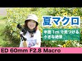 【M.ZUIKO DIGITAL ED 60mm F2.8 Macro】で半径1mのマクロな世界を見つける♪
