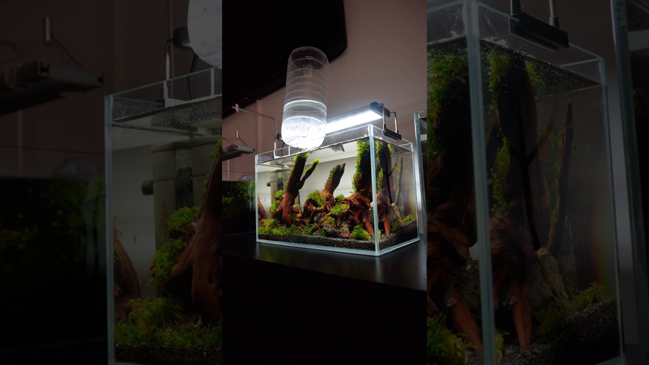 Slow but steady moss growth  #aquarium #aquascape #aquascaping #plantedtank #plantedaquarium