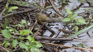 El baño del mosquitero común.