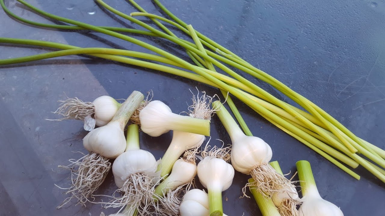 Harvesting garlic grow garlic allotment growing. Garlic (greens