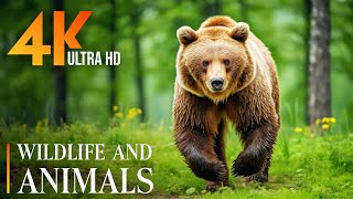 Wildlife 4K 🌿Explore the wild world of animals around the world with soothing relaxing music by Rhythm Emotion 1,384 views 12 days ago 8 hours