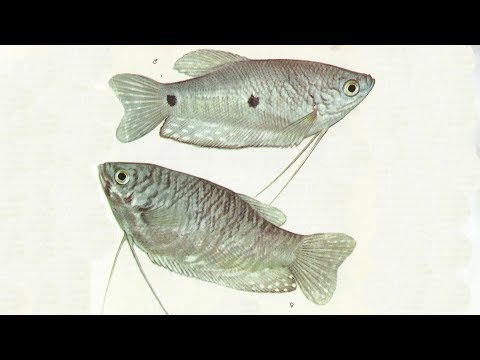 Гурами голубой/Trichogaster trichopterus trichopterus - Аквариумные тропические рыбы #24