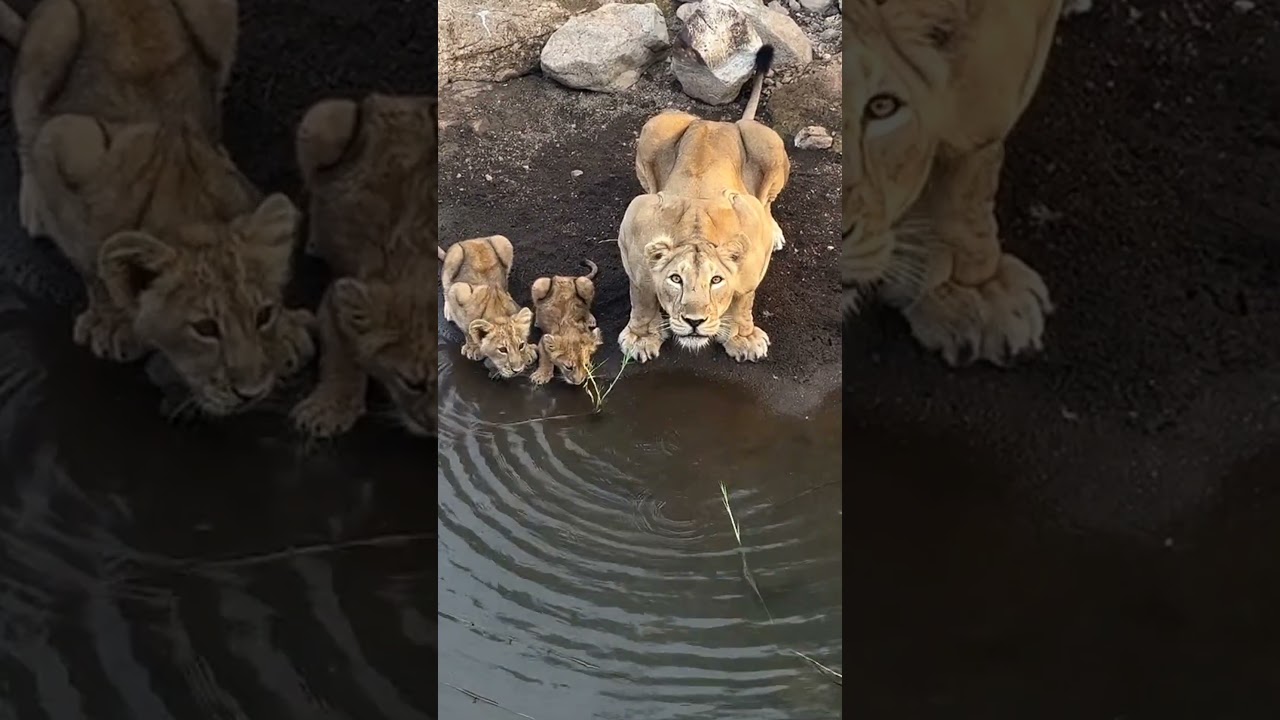 Lioness Crossing the River with Her Tiny Cubs | Gir National Park | Asiatic lion