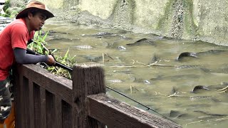 Warga Sibuk Kerja❗Sungai Jadi Penuh Ikan Liar,AKU BAHAGIA #TC-251