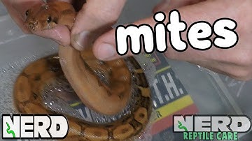 SNAKE MITES? -  REMOVE THEM, FOREVER!