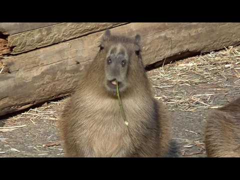 カピバラの赤ちゃんが可愛い♥ Cute capybara babies #626 【Cute