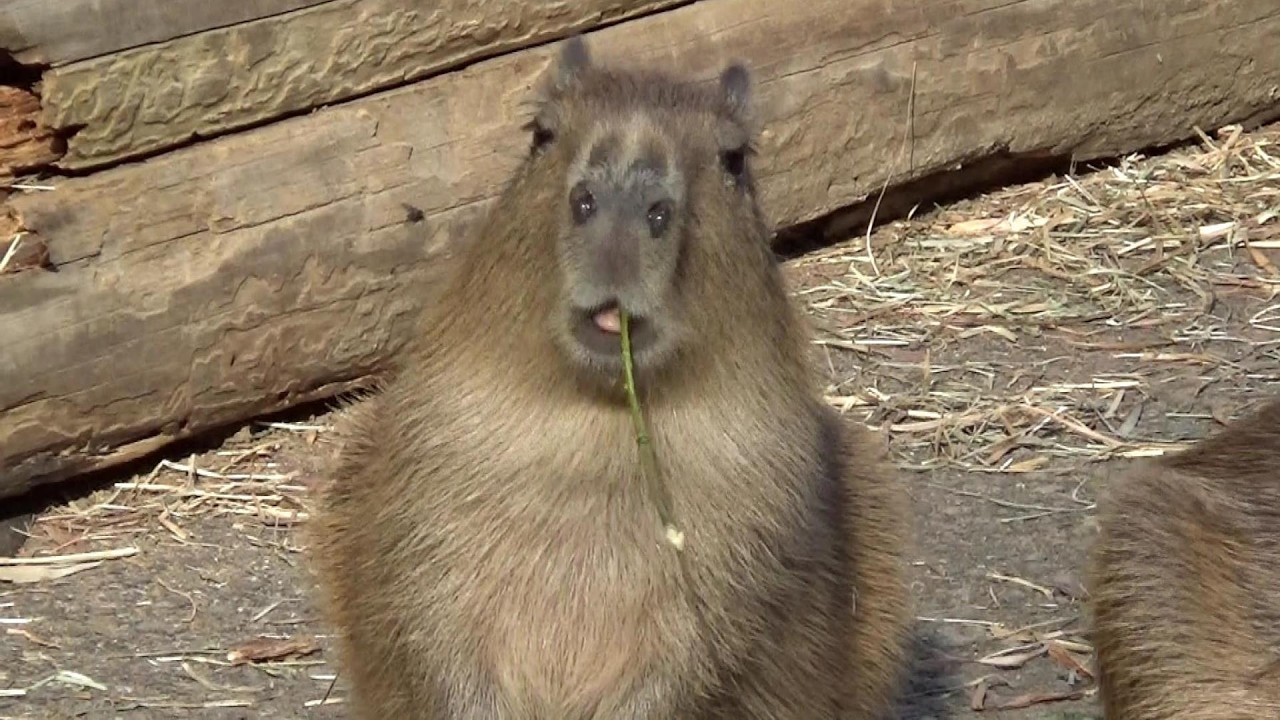 カピバラの赤ちゃんが可愛い♥ Cute capybara babies #626 【Cute