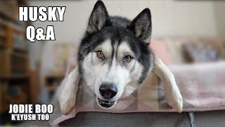 Why My Husky Doesn't BARK! He Answers Fan Questions in English!