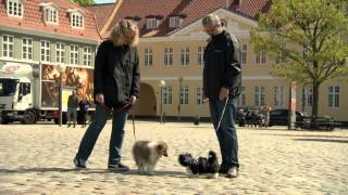 Dansk Kennel Klub  'Når hunden er bange for mennesker eller hunde'