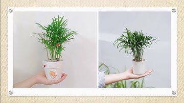 Cau tiểu trâm: Cách trồng và chăm sóc