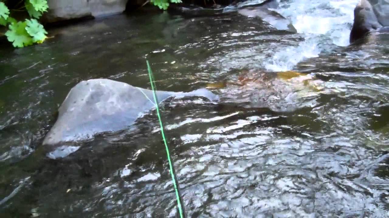 Fly fishing for native trout YouTube