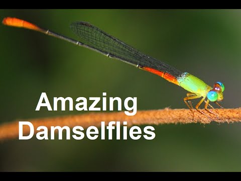 Amazing Damselflies | #damselfly #dragonfly #nature #wildlife