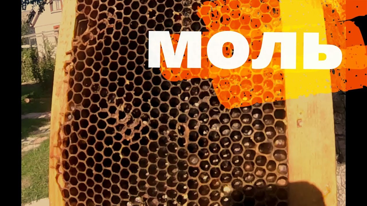 ОЧЕНЬ ПРОСТОЙ СПОСОБ БОРЬБЫ С ВОСКОВОЙ МОЛЬЮ.