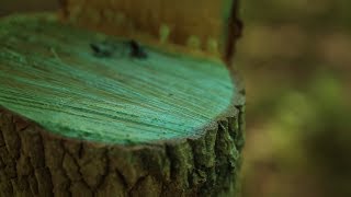 Timber Stand Improvement (TSI)  The Management Advantage